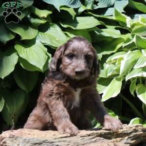 Mitch, Irish Doodle Puppy